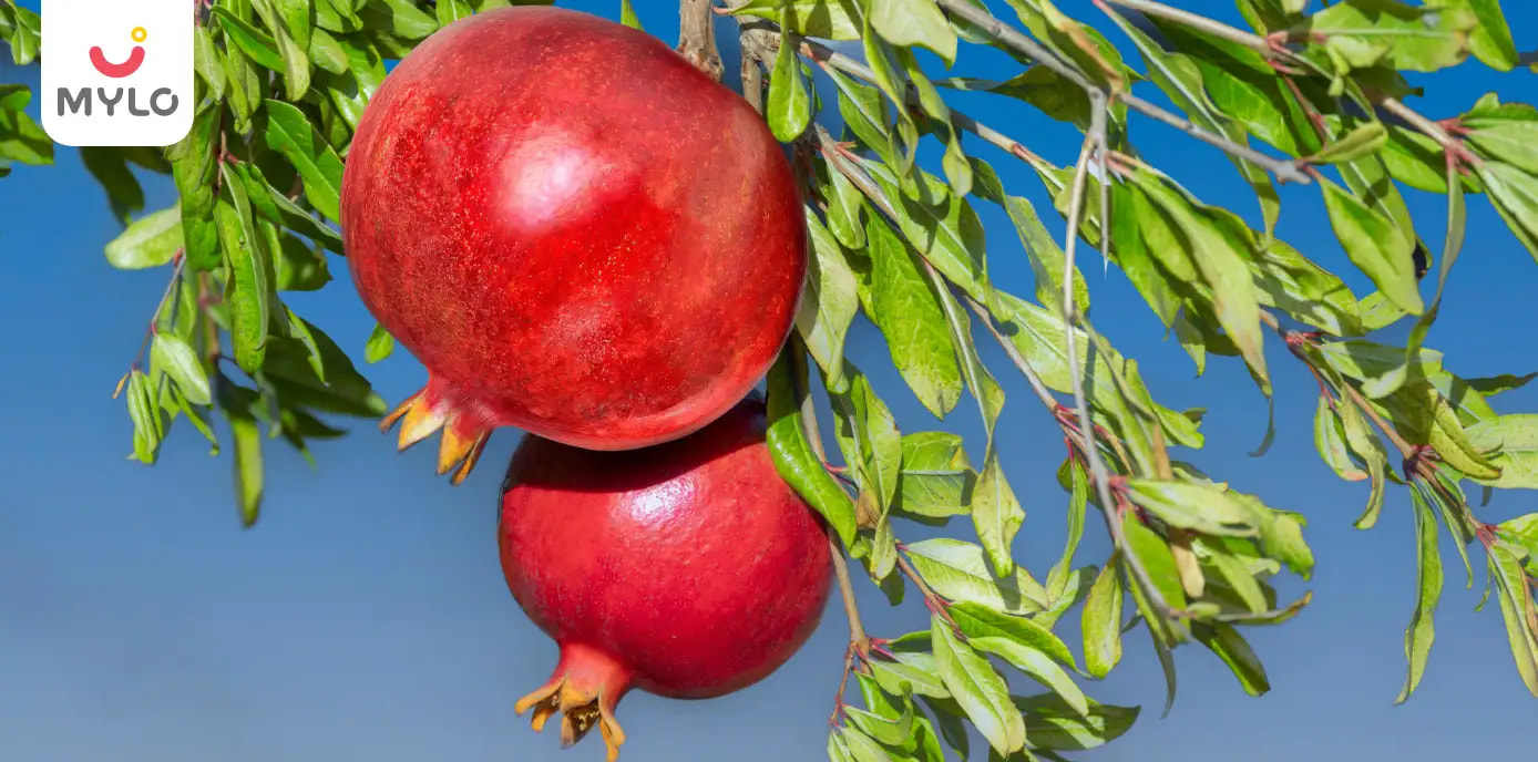 Benefits of Pomegranate Leaves in Hindi| अनार के दाने ही नहीं पत्ते भी होते हैं सेहत के लिए फ़ायदेमंद