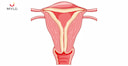 Images related to Normal Endometrial Thickness: A Key Indicator of Female Fertility