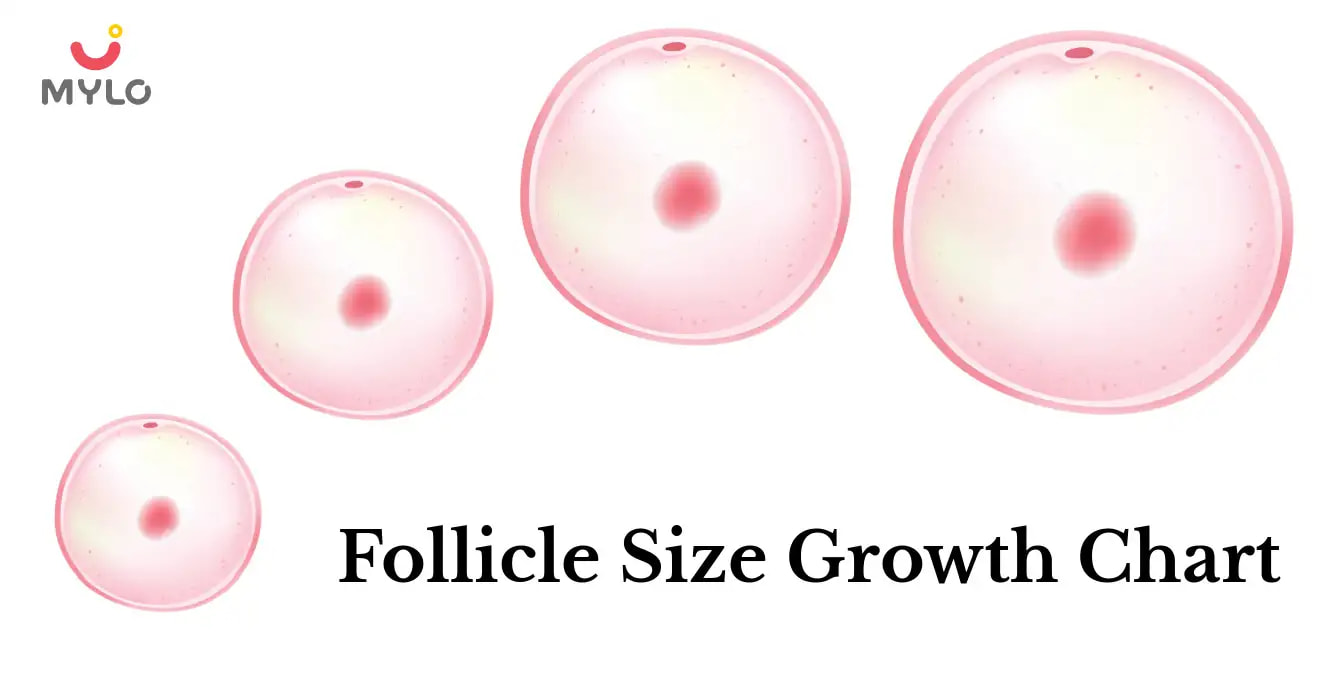 The Ultimate Guide to Understanding a Follicle Size Growth Chart